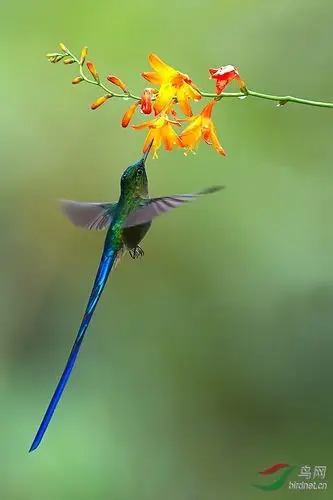 长尾蜂鸟长尾蜂鸟贺新年