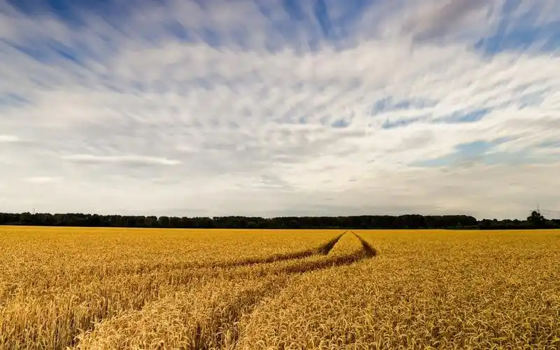 更新时间:2019-01-13 颜色分 银色 关键词:  秋天 麦田 秋天 美景