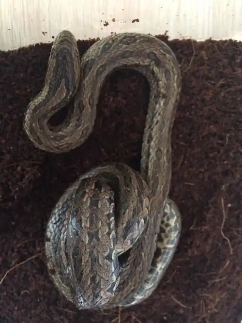 问一下这是什么蛇?吉林省的