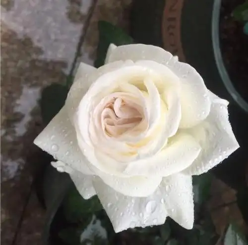 细细盘点10款白色系月季,你不容错过的经典!