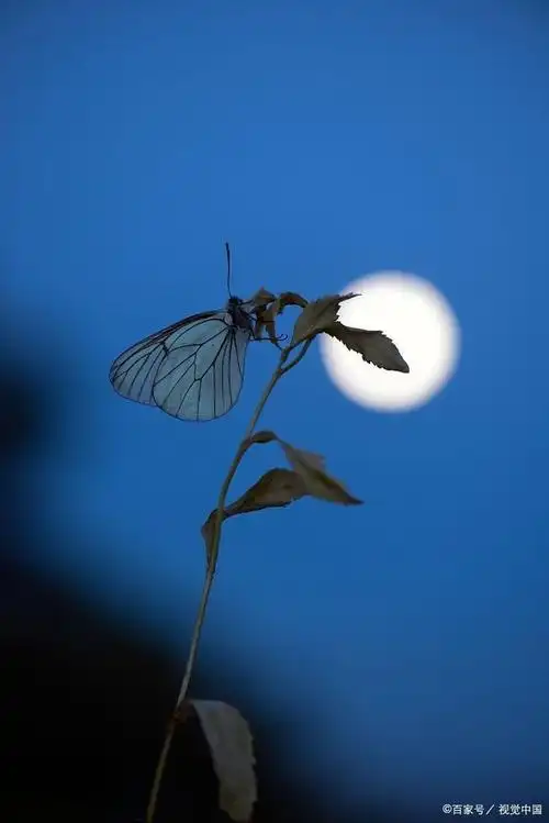 月下蝶影的全部小说