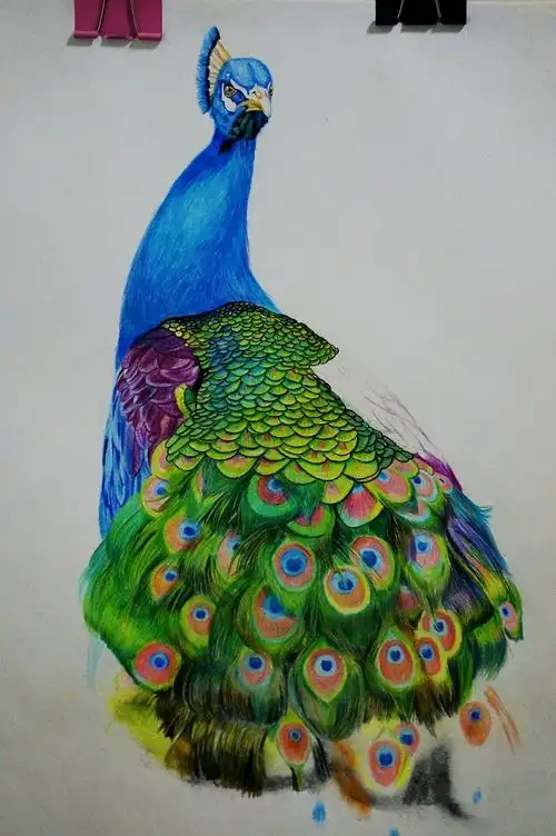 彩铅孔雀原创杭州|ui设计师posuoshijie18|2|1050原创作品/纯艺术