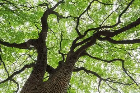 枝繁叶茂的树一棵大树枝繁叶茂照片