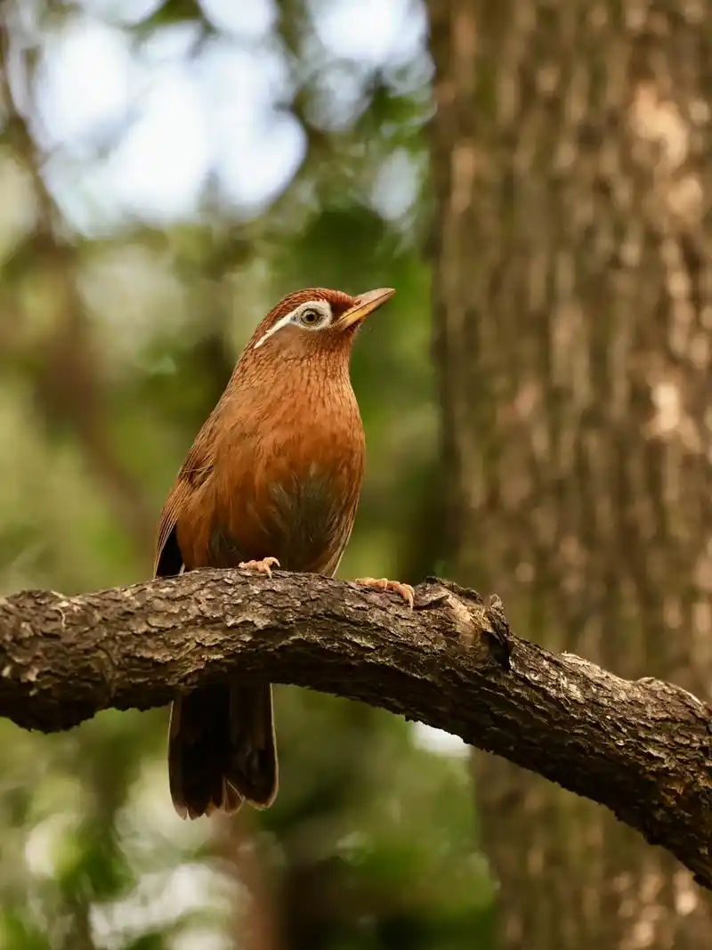 天河公园打鸟之画眉(二)