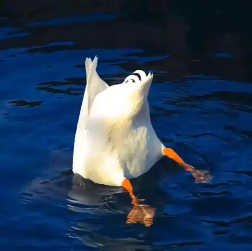 可可爱爱的小鸭子头像喜欢的话自截哦～图源网络 侵删 .