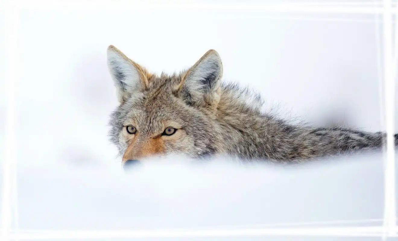 肉食动物狼图片高清电脑壁纸