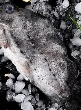 超大海参整条北极海参斑新鲜石斑鱼