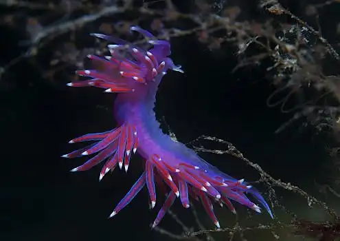 无脊椎动物图片_无脊椎动物图片大全_无脊椎动物图片素材