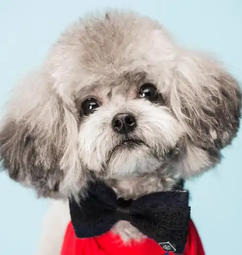 搜索泰迪狗去泪痕眼药水