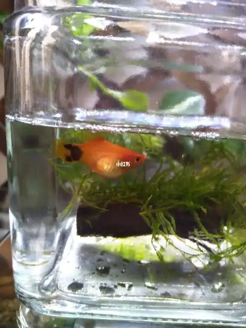 帮忙看看这个玛丽鱼是不是早生了