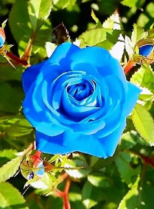 淡蓝色玫瑰花叫什么名字,100朵玫瑰vol.