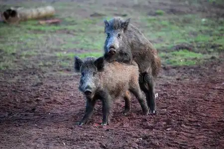 猪交配图片