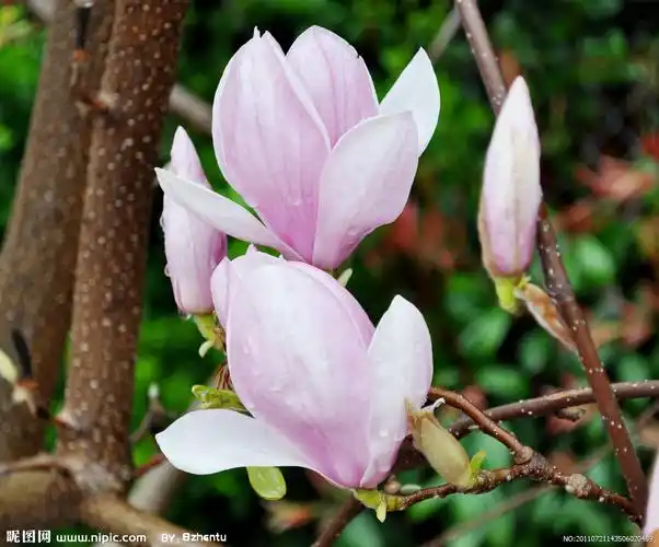 magnolia liliflora desr),是木兰目木兰科木兰属下的植物,为落叶乔木