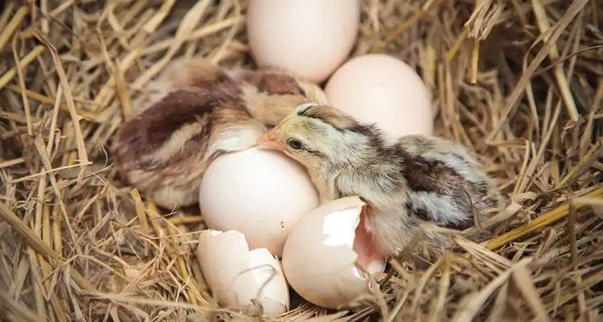 不要小瞧鸡蛋壳,它有着一个艰巨的任务:保护正在发育尚未出生的小 ..