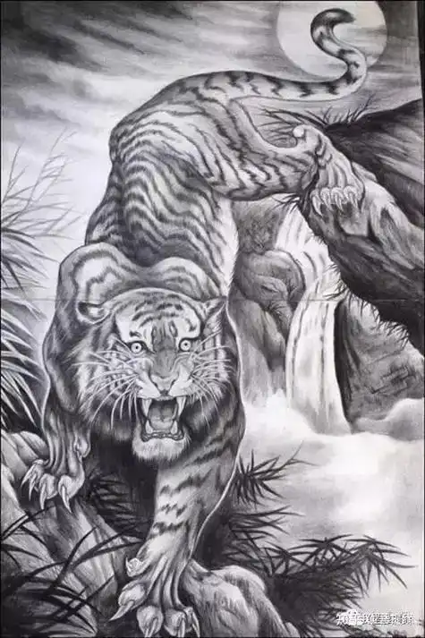 老虎素描画图片大全 老虎素描画图片大全简单