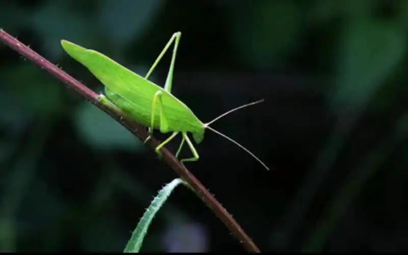 野采到的小螽斯