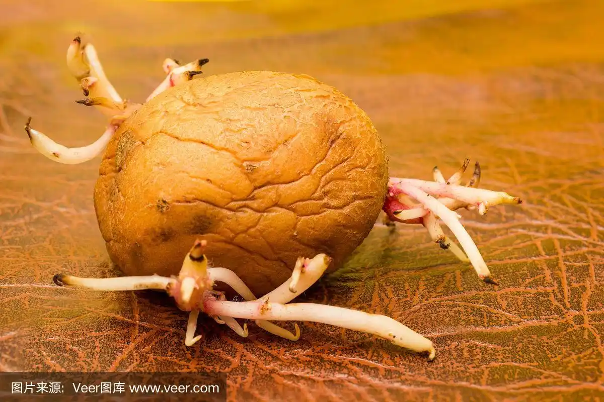 带芽的马铃薯块茎,背景为棕色