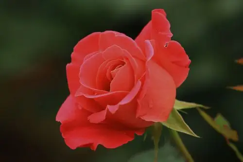 在哪鲜花盛开的时候,五颜六色的月季花,给城市增添了美的色彩.