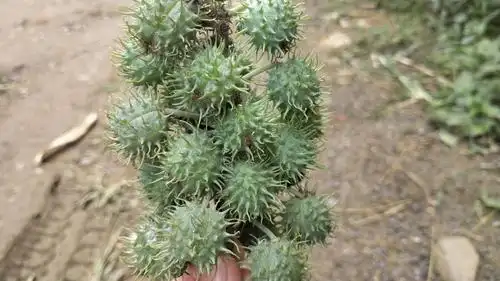 跟曼陀罗长得很像的蓖麻子,用途大不同?一块了解下吧!