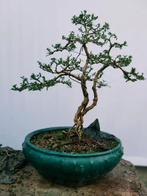 十年六月雪成品老桩_盆景艺术