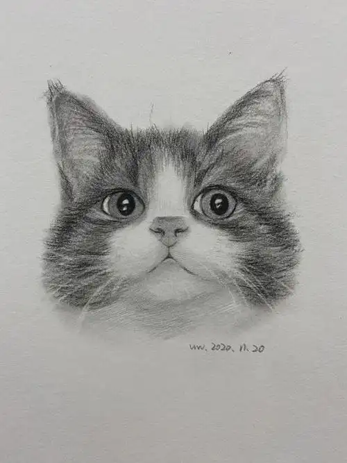 教你用素描画一只可爱猫咪头像