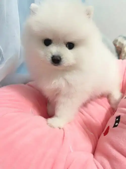 突然去逛了一下宠物市场带回了一只茶杯犬新妈练习