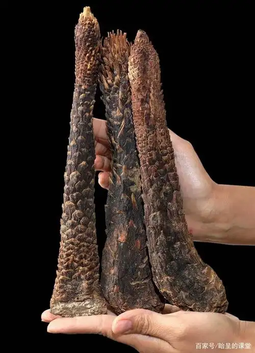 来自大漠深处的肉苁蓉