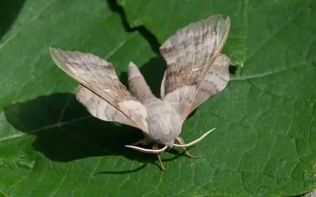 10大美丽而怪异的飞蛾贵宾犬蛾摘得桂冠