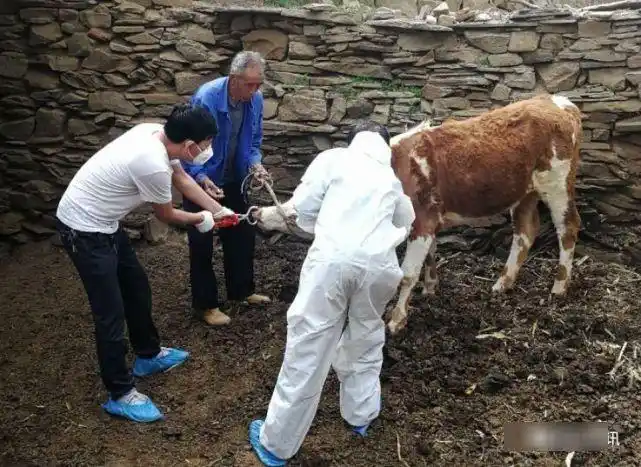 牛羊患炭疽病源与防治