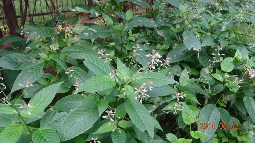 露珠草柳叶菜科露珠草属多年生草本植物