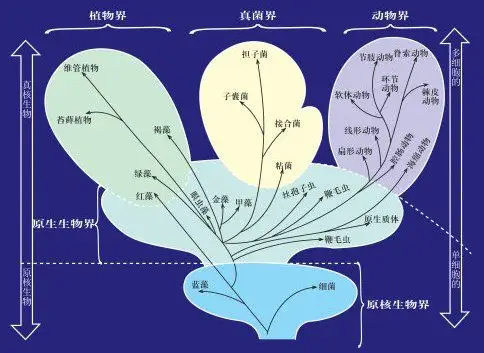 是把前人的全部动植物知识系统化,摒弃了人为的按时间顺序的分类法