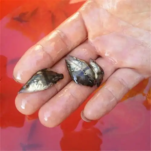 活体小桂鱼苗翘嘴鳜鱼苗季花鱼苗桂花鱼苗肉食路亚淡水养殖小鱼苗
