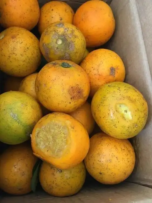 头条问答 - 从市场买回来的橘子发现烂了多半怎么办?(23个回答)