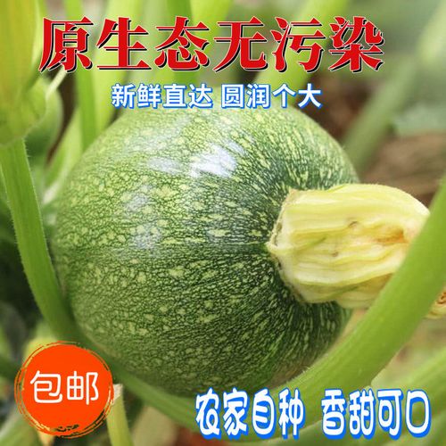 云南小南瓜新鲜小圆瓜批发价圆形西葫芦绿皮青皮嫩瓜时令当季蔬菜