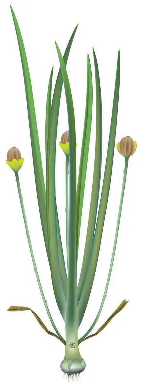 n4s">渤大侏罗草, a target="_blank" href="/item/被子植物/280789"