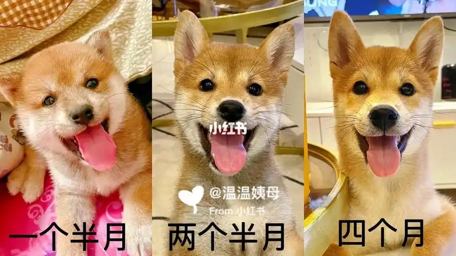 柴犬成长过程