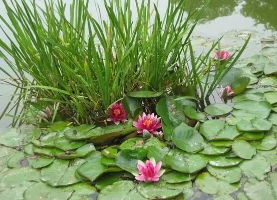 水生植物是出色的游泳运动员或潜水者.