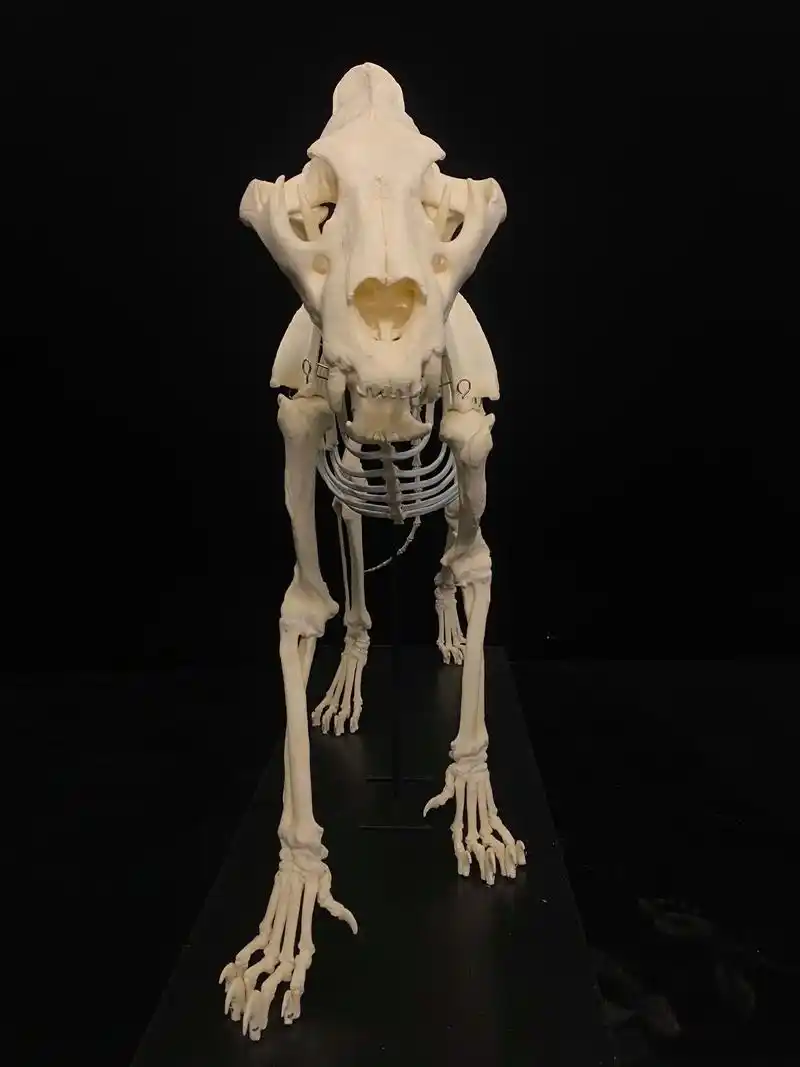 骨骼标本模型-非洲狮.最近1年我们工作室都没出什么新作品,1 - 抖音