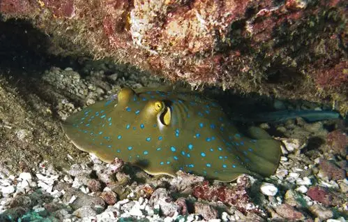 中国南海西南中沙群岛珊瑚礁鱼类图谱_高清图集_新浪网