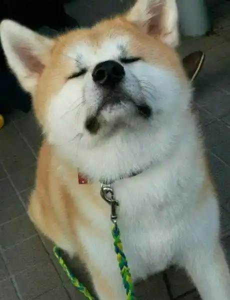 还有多少人分不清柴犬和秋田,五个小诀窍让你一眼分辨出来