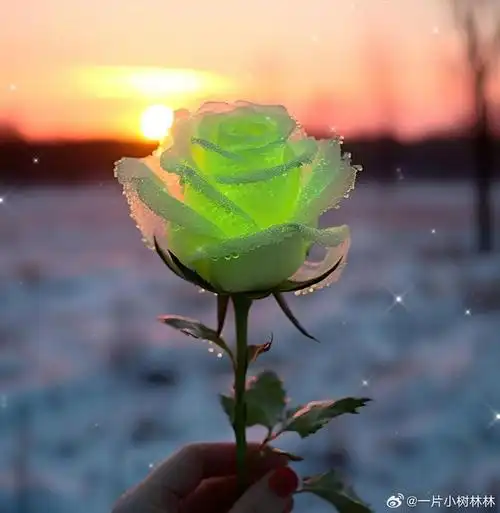 请大家欣赏雪玫瑰变成冰玫瑰更漂亮啦