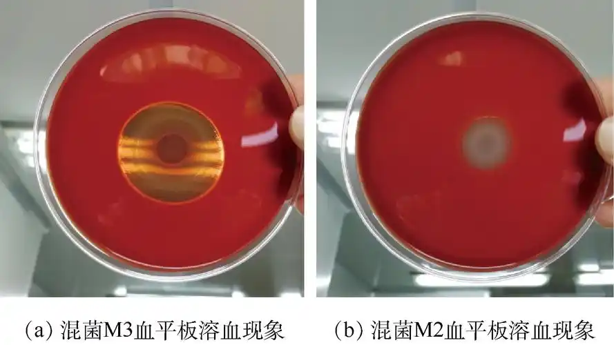 图2 血平板溶血现象