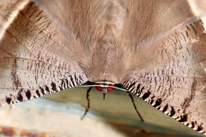 公司门口来了一只大燕蛾,大家见到我都说:快去看啊有只好大的蝴蝶