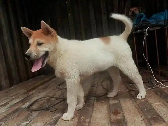 金钱尾风水犬(狗尾巴卷起来叫金钱尾)