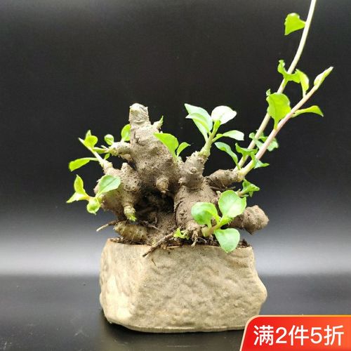 藤三七非绿罗盆栽食用土田三七种子根茎田七爬藤花卉盆栽植物室内