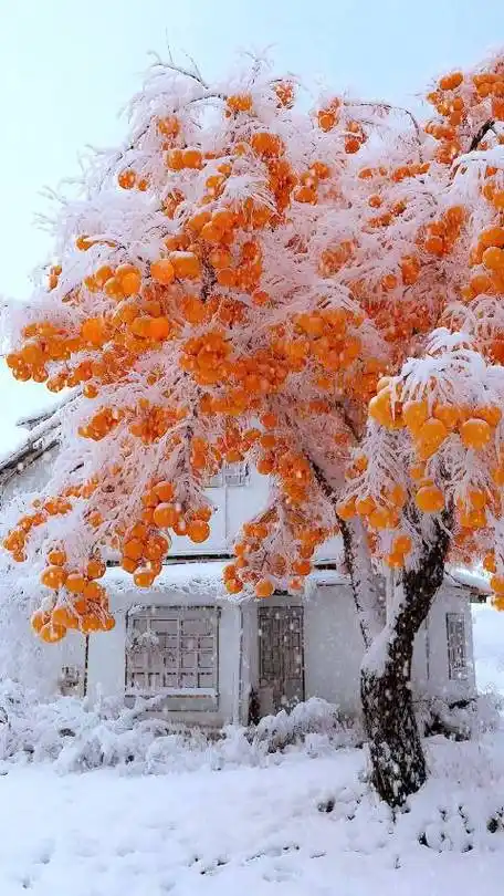 柿柿如意和冬雪是绝配##在西安坐地铁坐出了炕的感觉