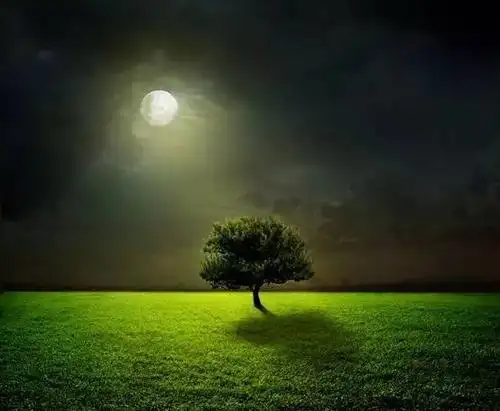 今夜——我不提月亮或者仙子,一只千年的兔子我不把酒,也不邀月,更不