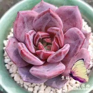 暗纹系 酒红香槟多肉 慧琳的多肉植物 一物一拍