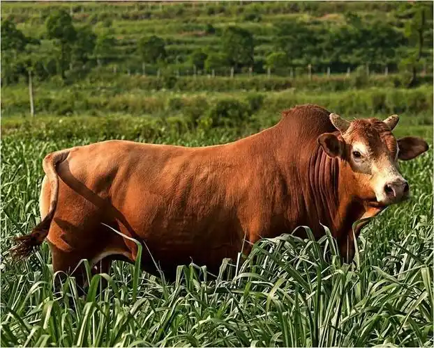 可以吃的国宝湘西黄牛