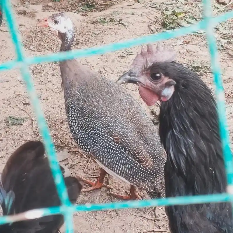 珍珠鸡如何辨别公母.1.听声音,声音脆如洪钟是公鸡 2.看耳 - 抖音